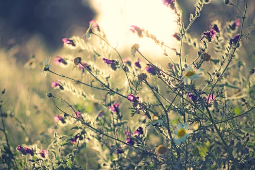 温暖的阳光下，西班牙马拉加花园里的野花沐浴着