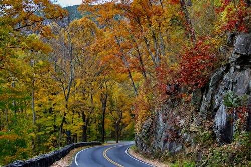 Road in Between Autumn Trees