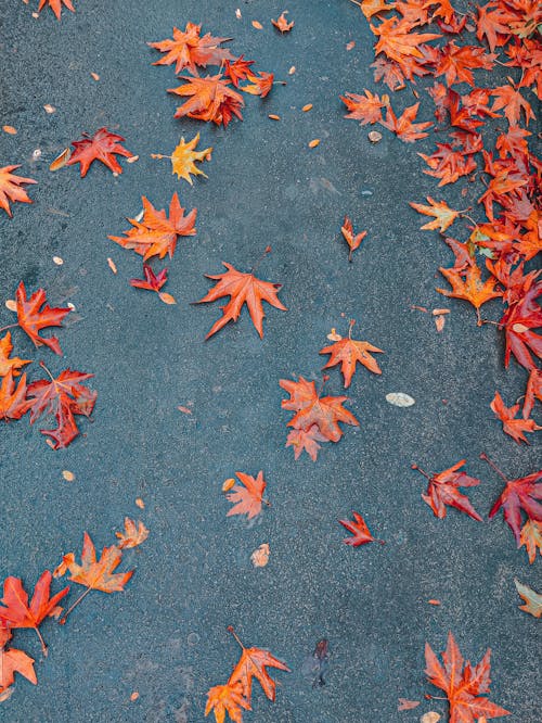 Fallen Maple Leaves on Ground