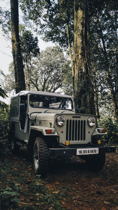 Free A vintage jeep parked amidst towering trees in the lush forests of Idukki, India. Stock Photo
