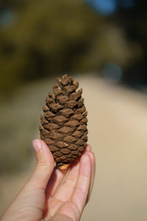 A Person Holding a Pine Cone 
