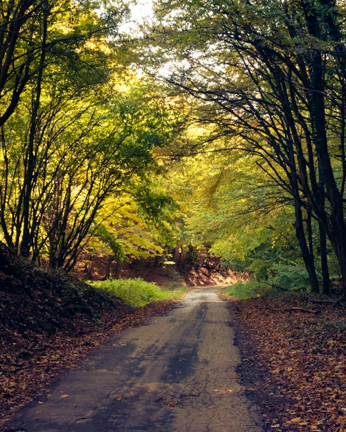 An Empty Road in Between Green Trees