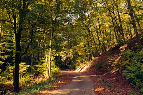 Foto profissional grátis de árvores, árvores altas, caminho