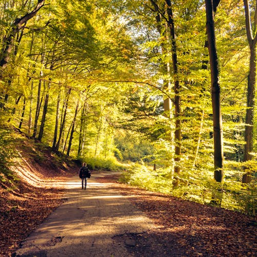 Photo of a Person walking on Dirt Road