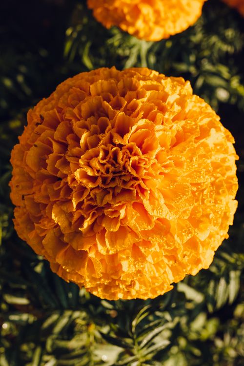 Free A detailed, vibrant close-up photograph of an orange marigold flower in full bloom. Stock Photo