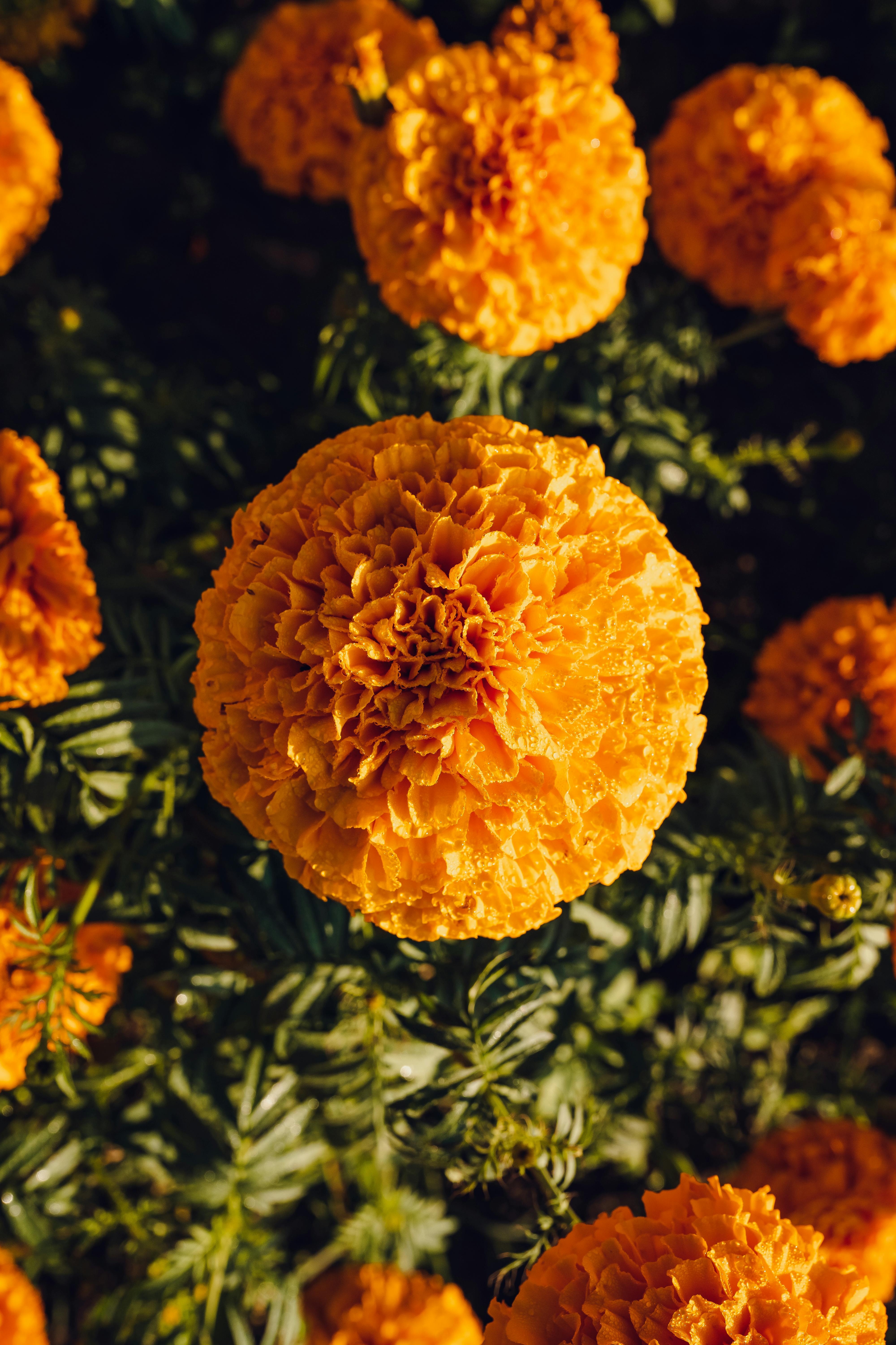 Stunning close-up of vibrant orange marigold flowers in full bloom during daylight.