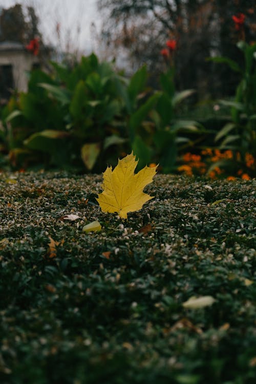 Yellow Maple Leaf on the Ground