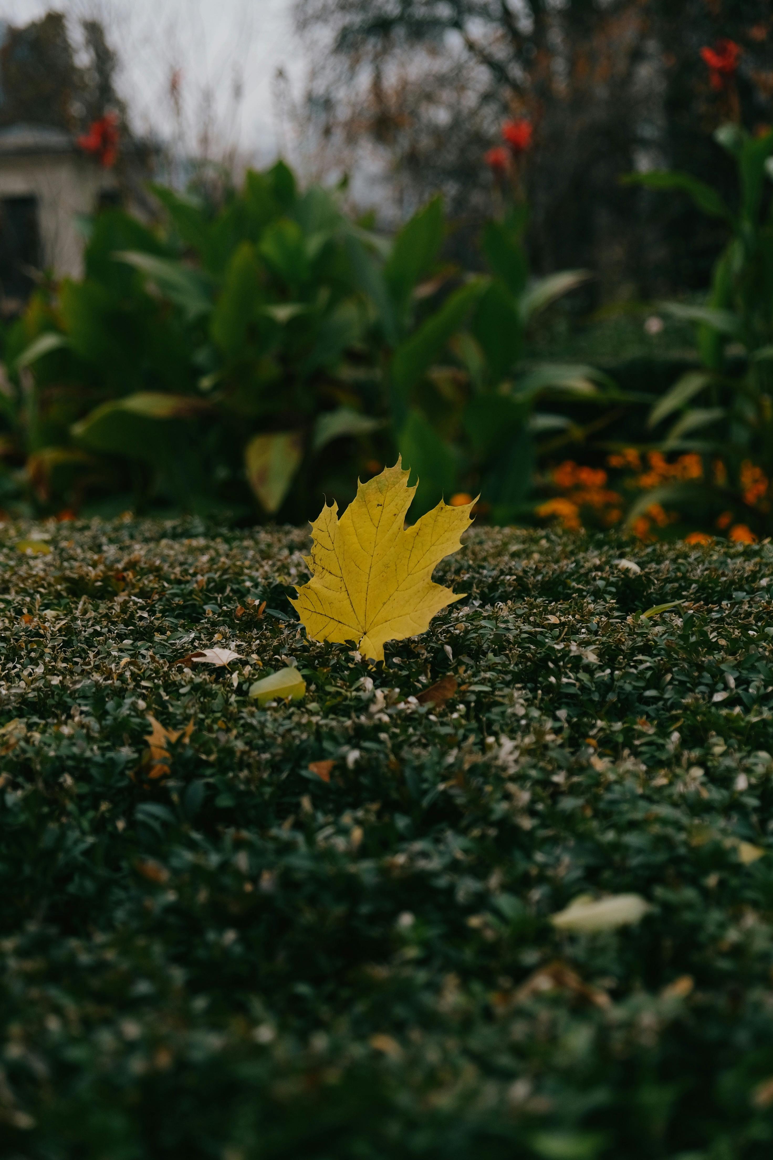 Leaf On Floor · Free Stock Photo