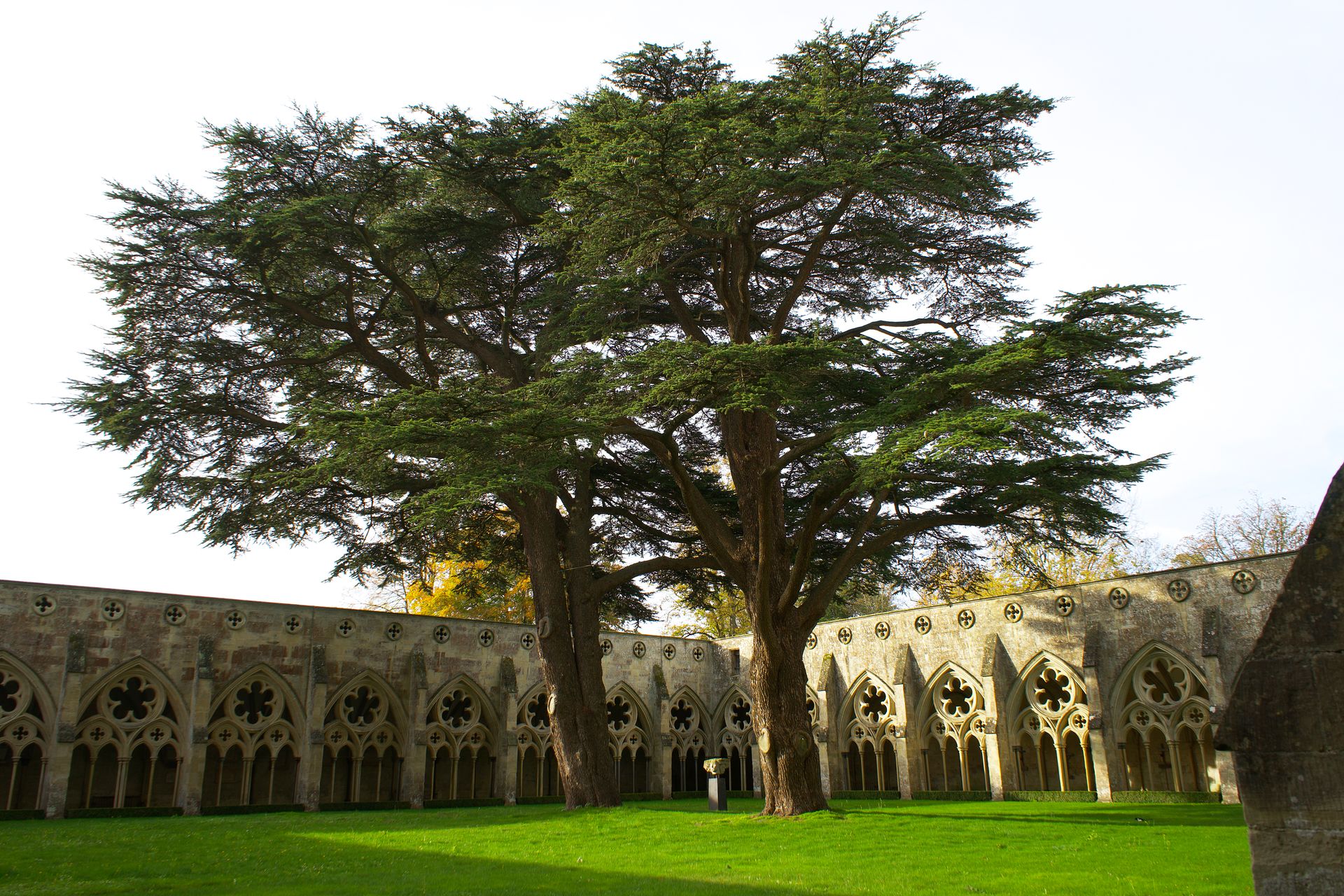 A stunning cedar tree in the Salisbury Cathedral cloisters, England, surrounded by gothic arches.