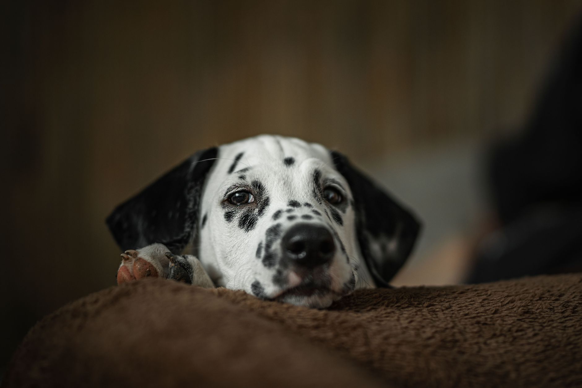 Dog Names