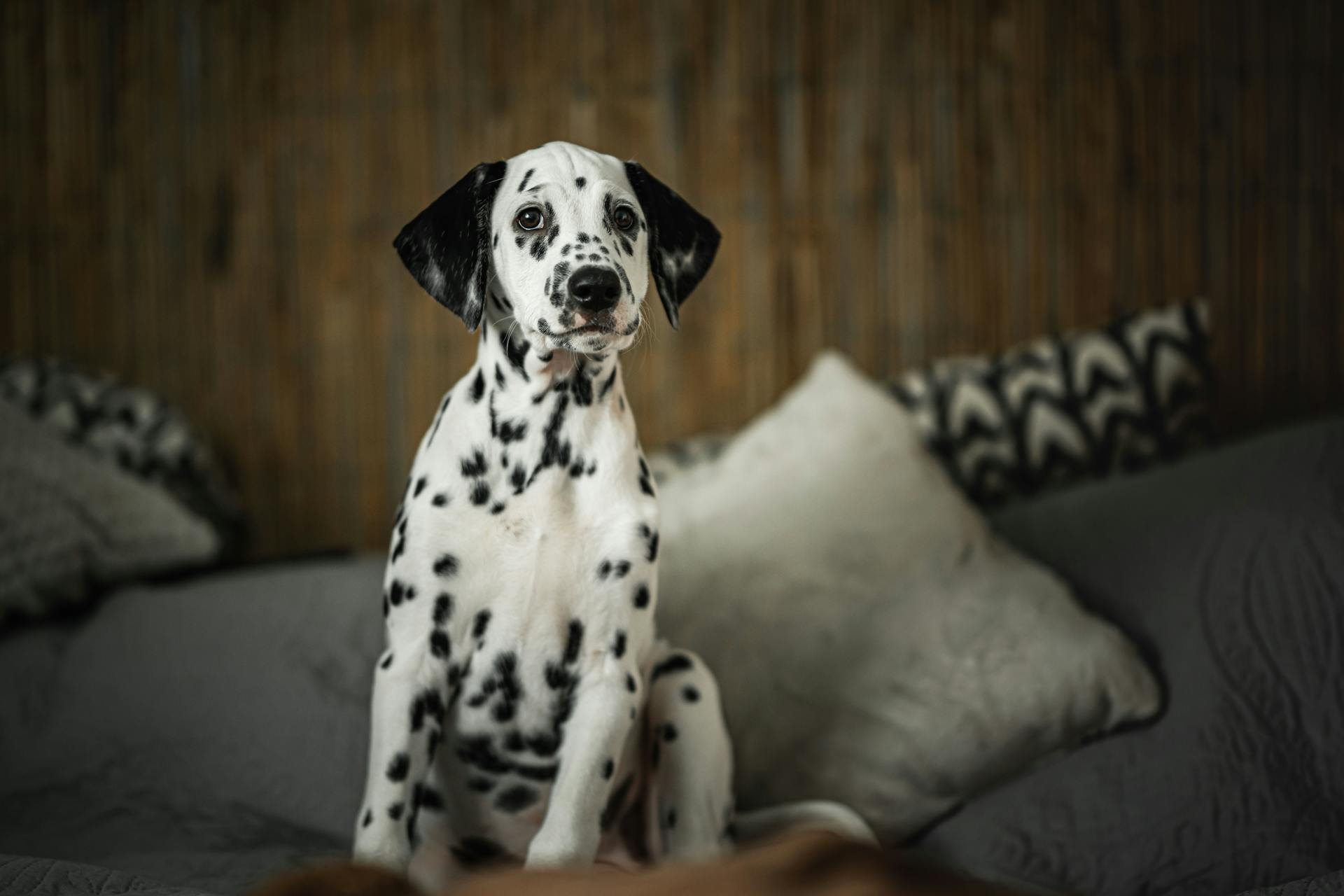 A Dalmatian Puppy