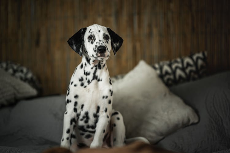 A Dalmatian Puppy