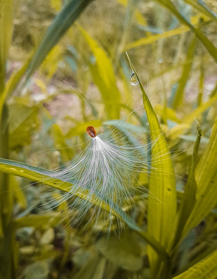 Milkweed Seed