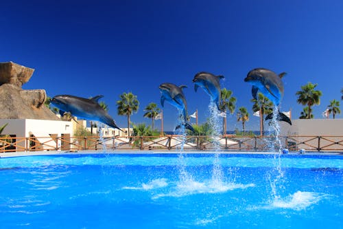 Kostenloses Stock Foto zu akrobatik, delfine, entertainment