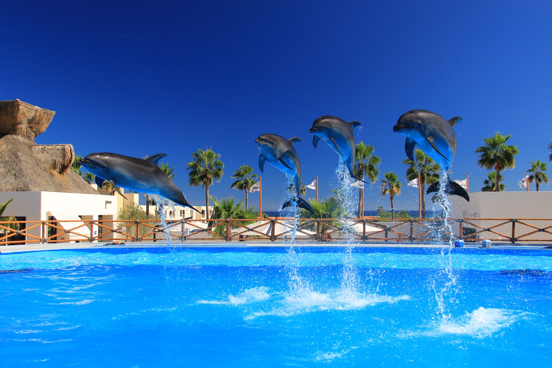 Five dolphins perform midair jumps in a water park, Cabo San Lucas.