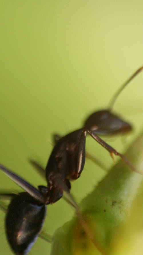 Free stock photo of ant, life, wild Stock Photo