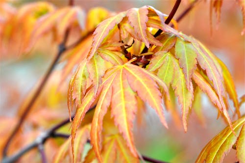 Darmowe zdjęcie z galerii z jasne kolory, kolory jesieni