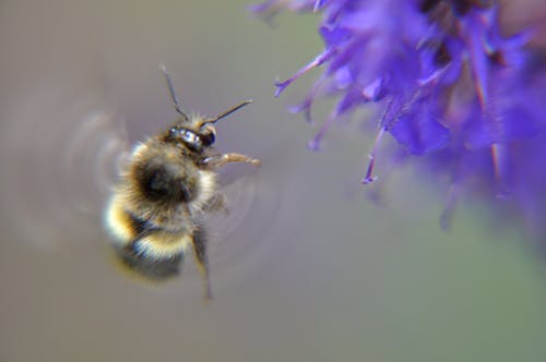 Darmowe zdjęcie z galerii z akcja, pszczoła, trzmiel