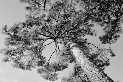Fotos de stock gratuitas de árbol, blanco y negro, escala de grises