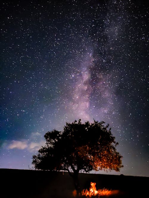 Photos gratuites de arbre, astrophotographie, beau ciel