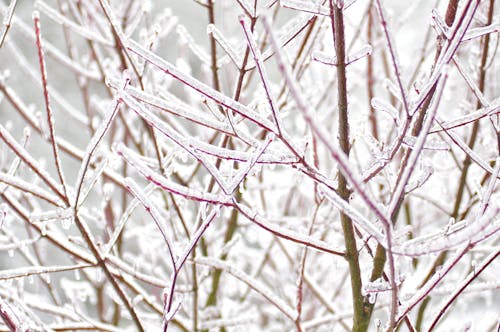 Free Бесплатное стоковое фото с зима, лед, ледяной дождь Stock Photo