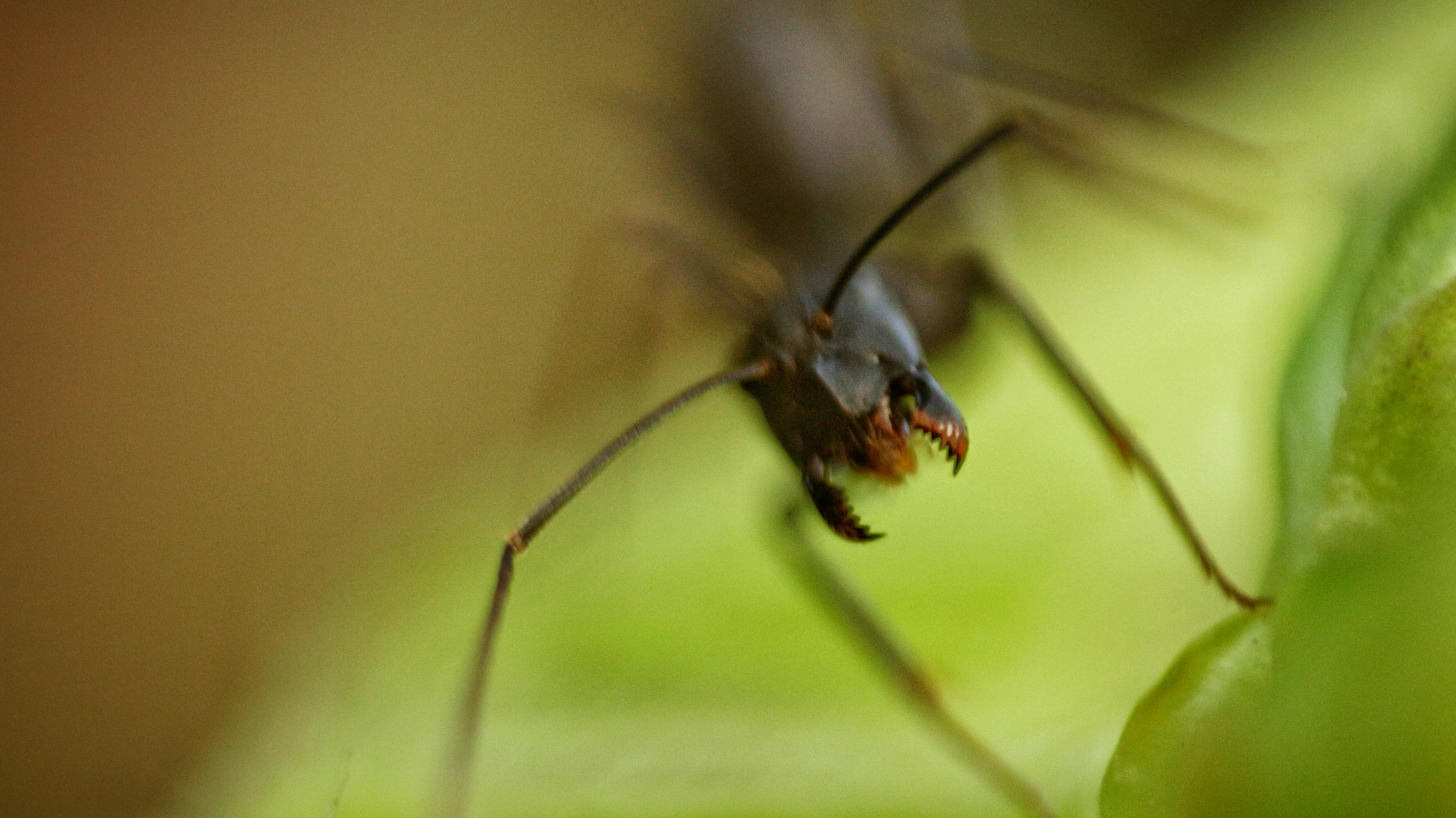 Free stock photo of animal photography, ant, macro photography