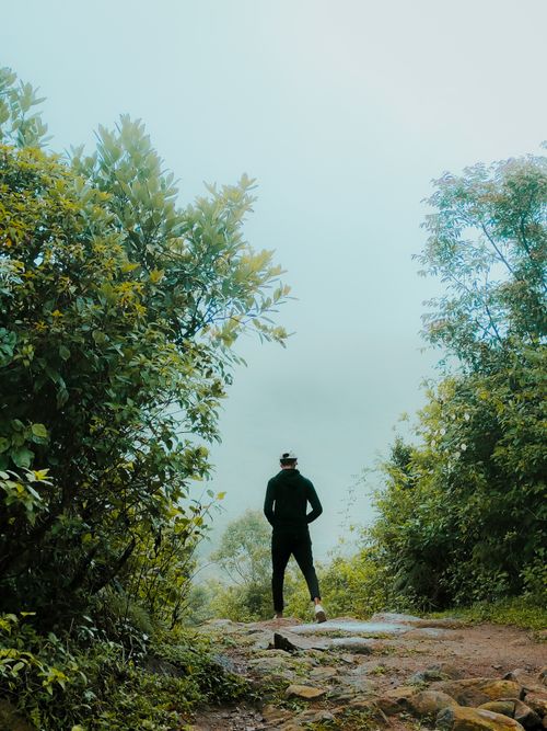 Free A lone person stands on a forest path surrounded by lush greenery and mist. Stock Photo