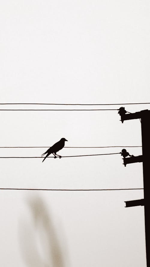 Free stock photo of bird, crow, silhouette