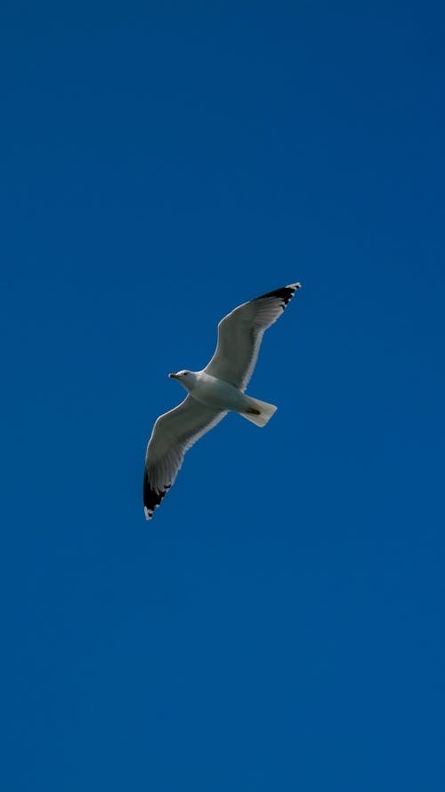 Gratis stockfoto met aviaire, beest, dieren in het wild