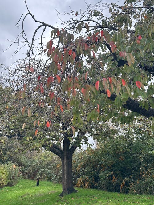 Kostenloses Stock Foto zu autum, baum, garten