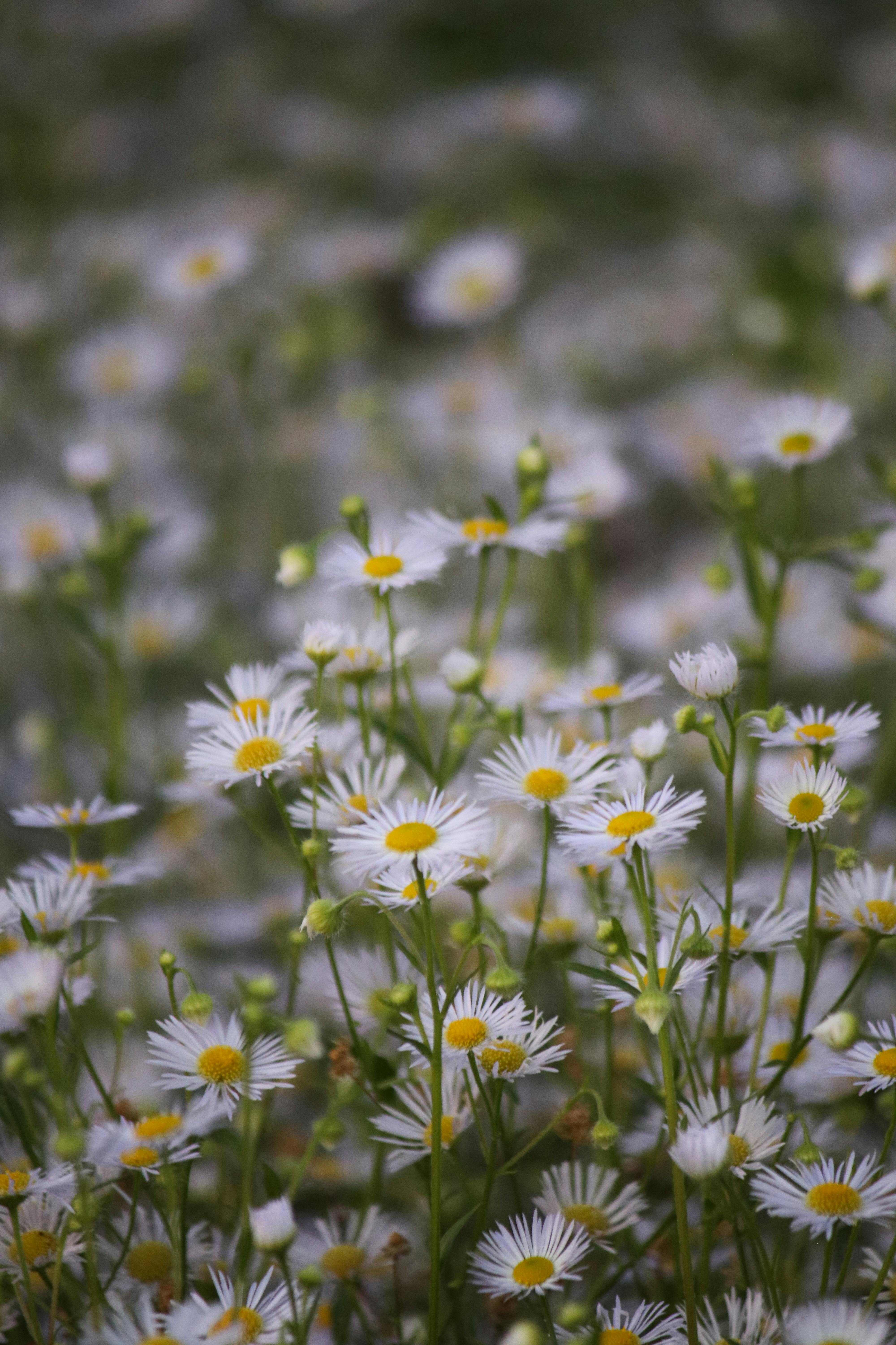 Delicate white wildflowers in full bloom fill a serene countryside field.