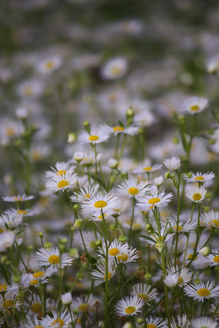 Wildflowers Growing In Field