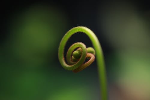 Foto profissional grátis de brotar, ecológico, enrolado