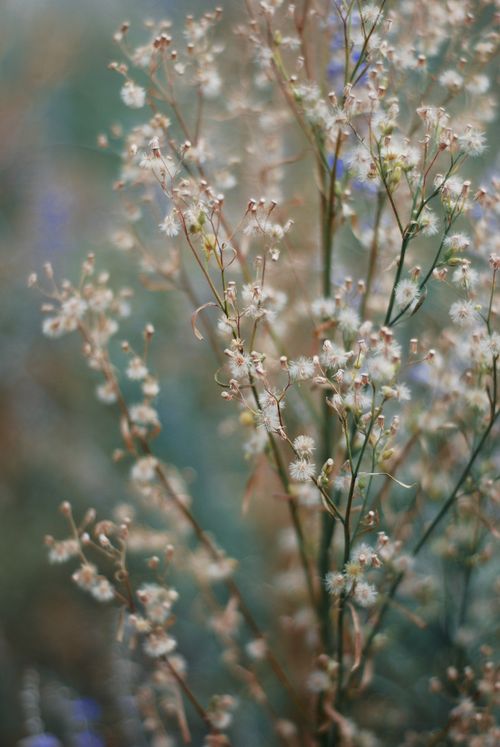 Free Close-up of delicate baby's breath flowers showcasing their intricate details and soft beauty. Stock Photo