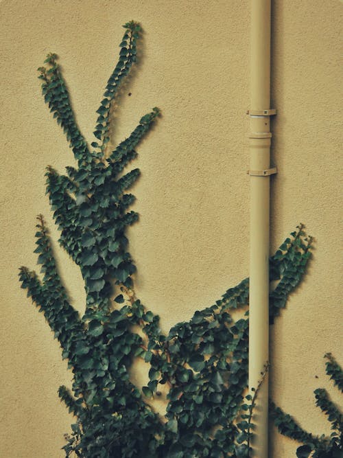 Vines on Yellow Wall