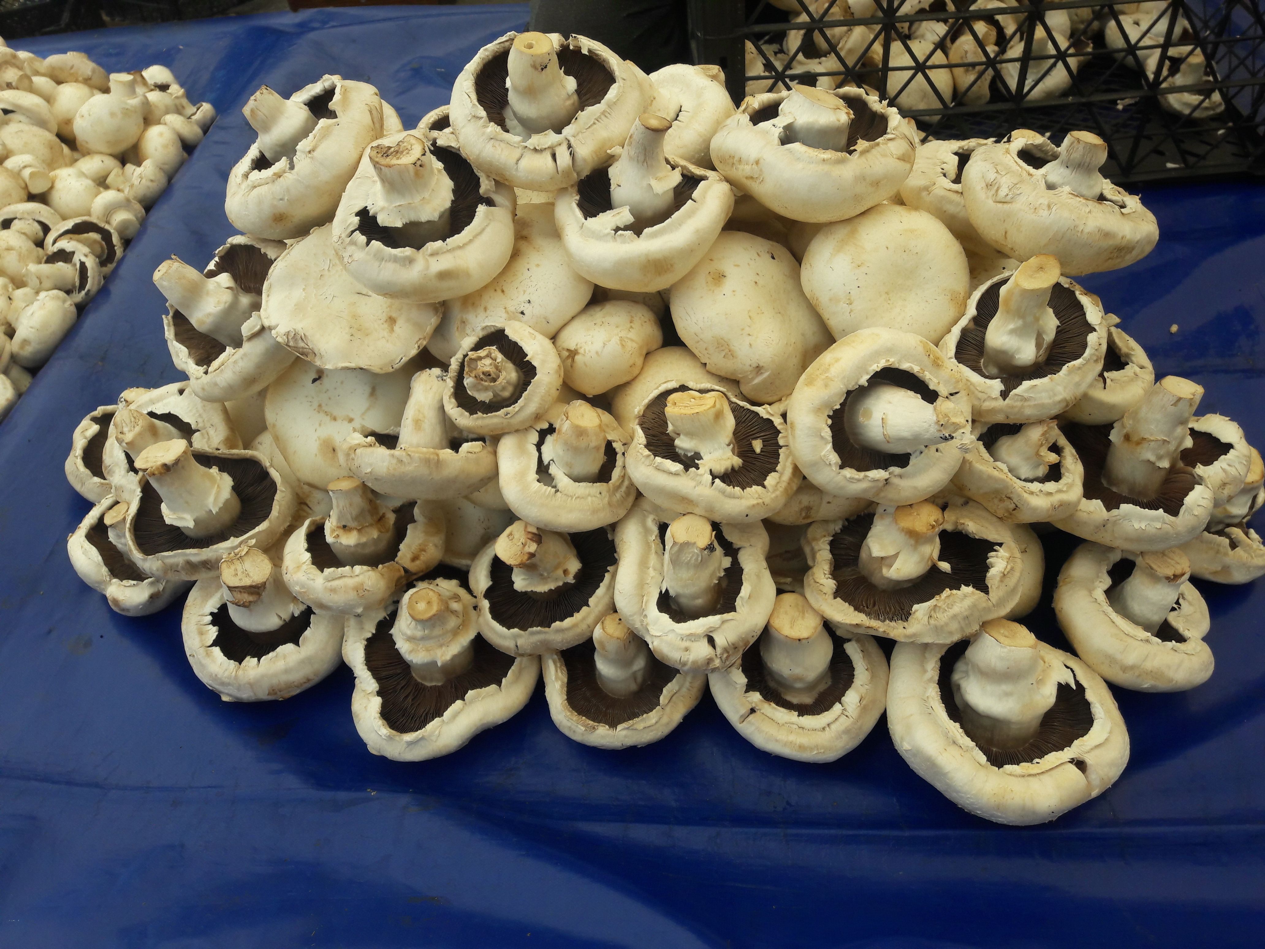 pexels-photo-143387.jpeg?cs=srgbu0026dl=mushrooms-143387.jpgu0026fm=jpg