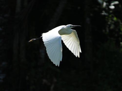 Kostnadsfri bild av fågel, flygande, häger