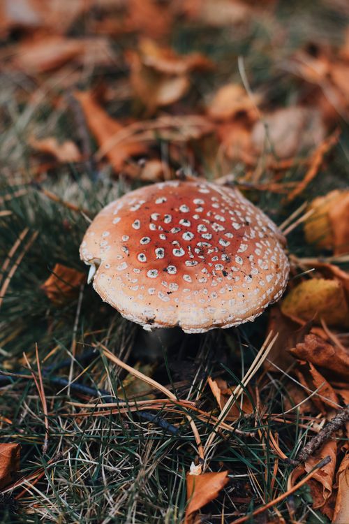 Free A stunning close-up of an Amanita mushroom surrounded by autumn leaves and grass. Stock Photo