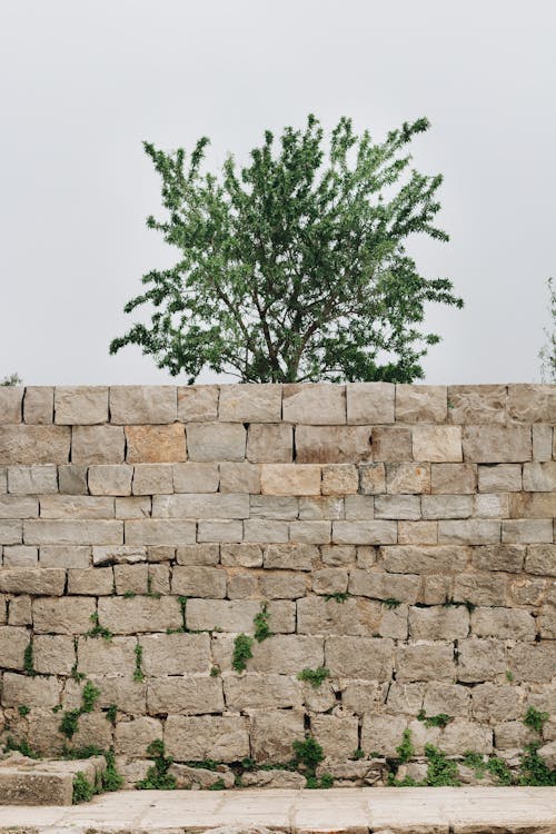 Green Tree on Brown Brick Wall