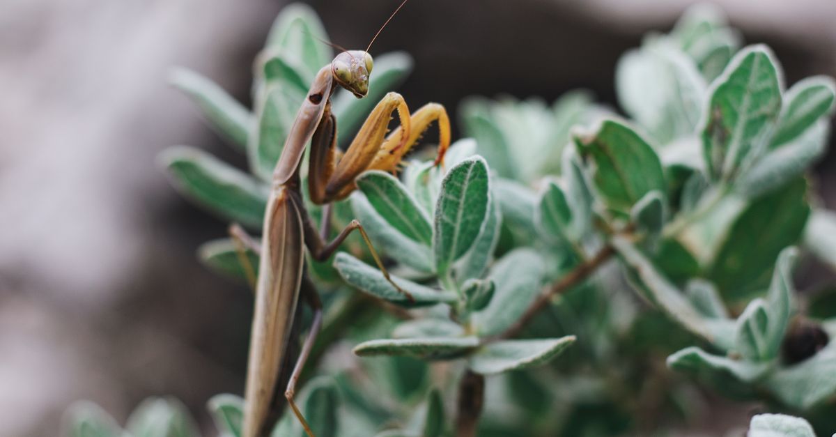 Praying Insect Close-Up Photograph of a Praying Mantis · Free Stock Photo
