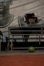 Small Ball on a Court next to a Bench