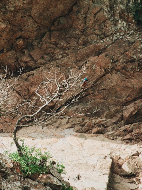 Bare Tree near Brown Rocky Mountain