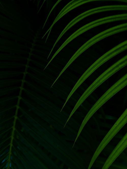 Free Vibrant green palm leaves form a striking pattern in this close-up shot. Stock Photo