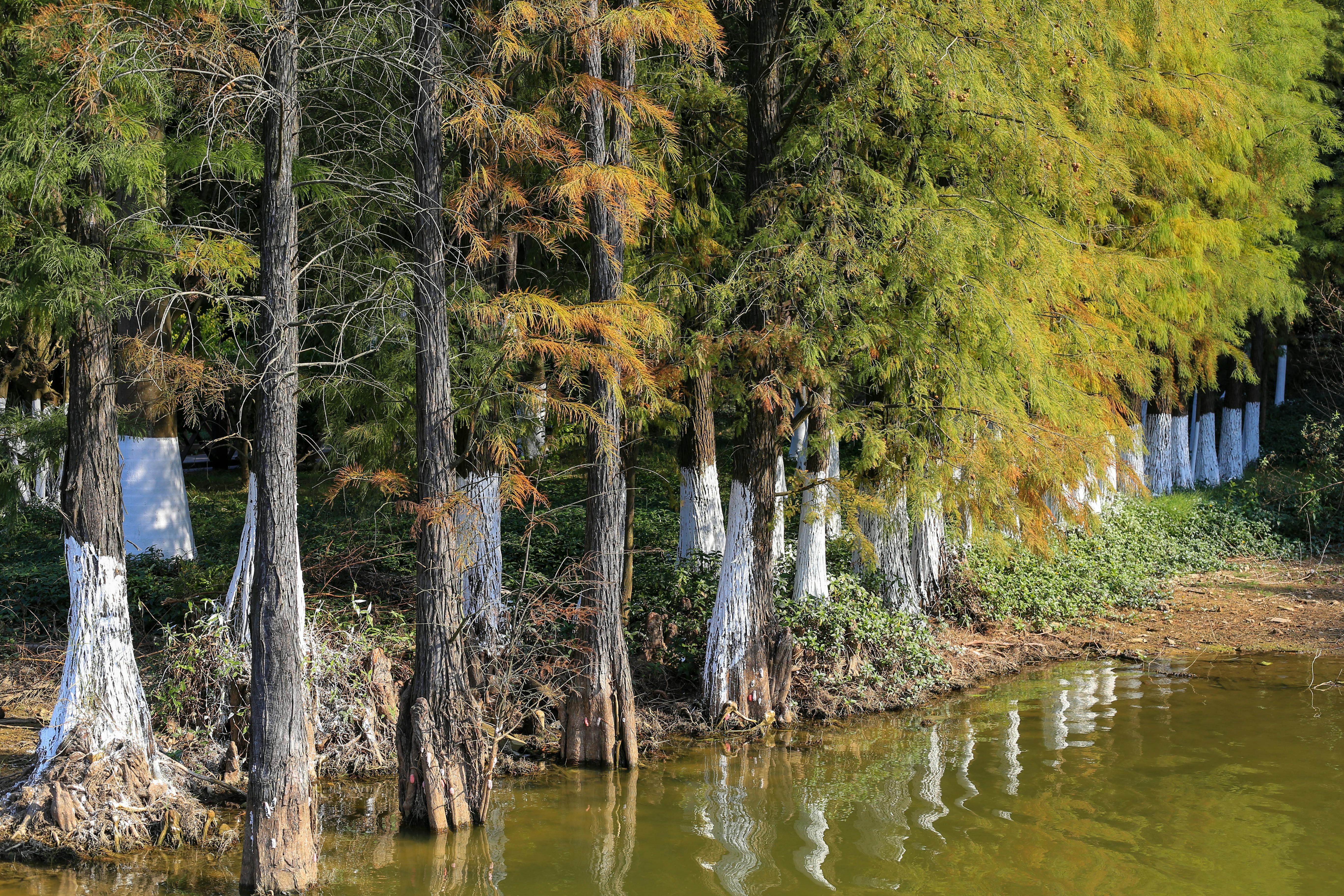 White Painted Trees · Free Stock Photo