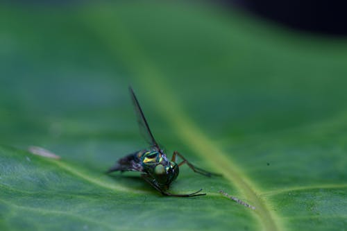 Close-Up Shot of a Fly on a Leaf 