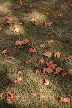 dry fallen leaves