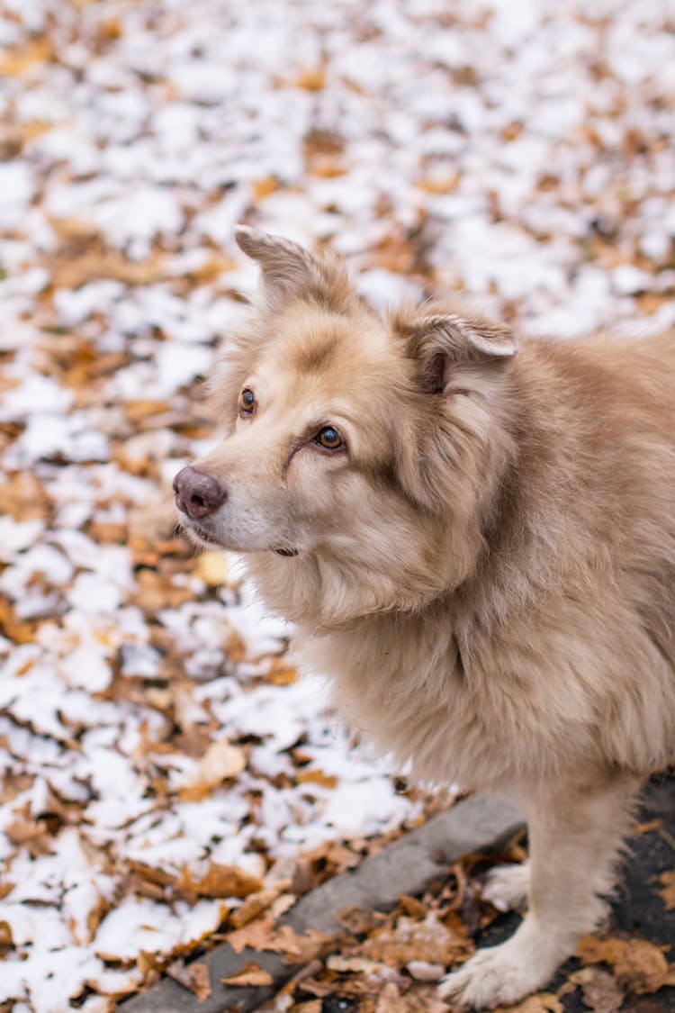 A Fluffy Dog During Winter