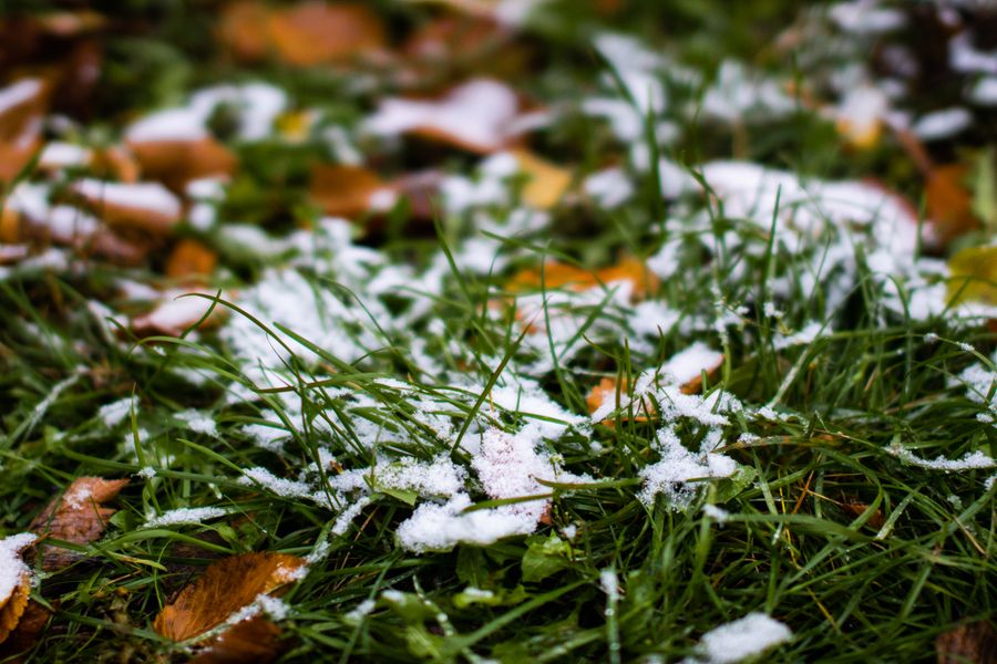 Early snowfall dusts autumn leaves, signaling the transition from fall to winter.