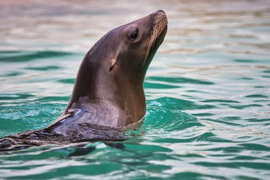 A close-up shot of a California Sea Lion (Zalophus californianus) looking majestic in clear water.