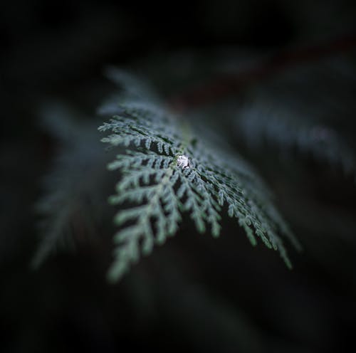 Close Up of Waterdrop on Leaf